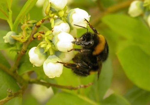 熊蜂授粉熊蜂在蓝莓花上的应用