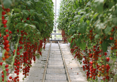 大棚圣女果要高产冬季这样管