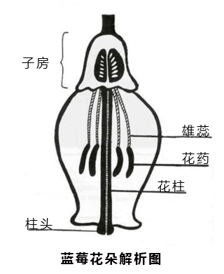 二,蓝莓的花朵结构解析图4,蓝莓花期时间短,授粉期短,熊蜂授粉效率高3