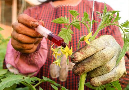 番茄点花丨番茄使用坐果激素需要注意的问题