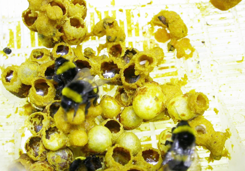 熊蜂如何实现周年繁育