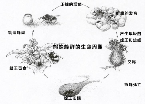 熊蜂授粉#熊蜂的生命周期