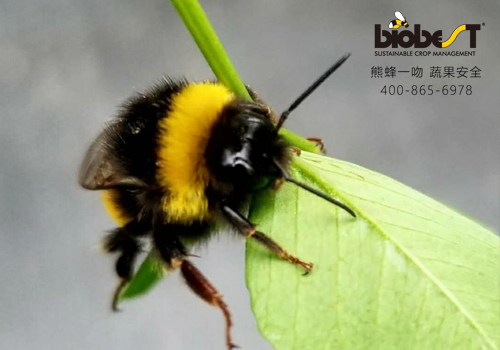 「大棚西红柿授粉」熊蜂如何代替人工授粉