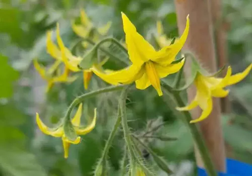 知识科普 什么是自花授粉