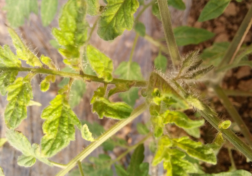 冬春棚室遇到番茄冻害不可忽视
