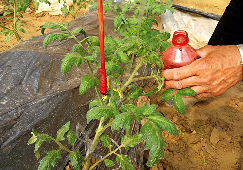 熊蜂,授粉熊蜂,熊蜂授粉,购买熊蜂,熊蜂授粉技术,大棚西红柿熊蜂授粉