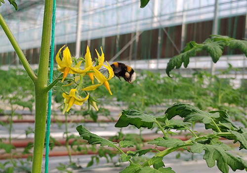 熊蜂在温室大棚中的应用 - 比利时biobest碧奥特熊蜂授粉官网 400-865