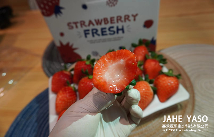草莓大棚请来两个“新员工”助力草莓绿色有机种植