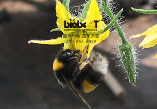 熊蜂成了专职授粉工人